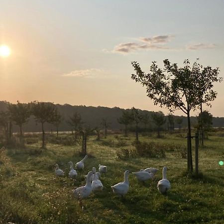 Ferienwohnung Am Gruenen Band, Gretchen Wittingen Esterno foto