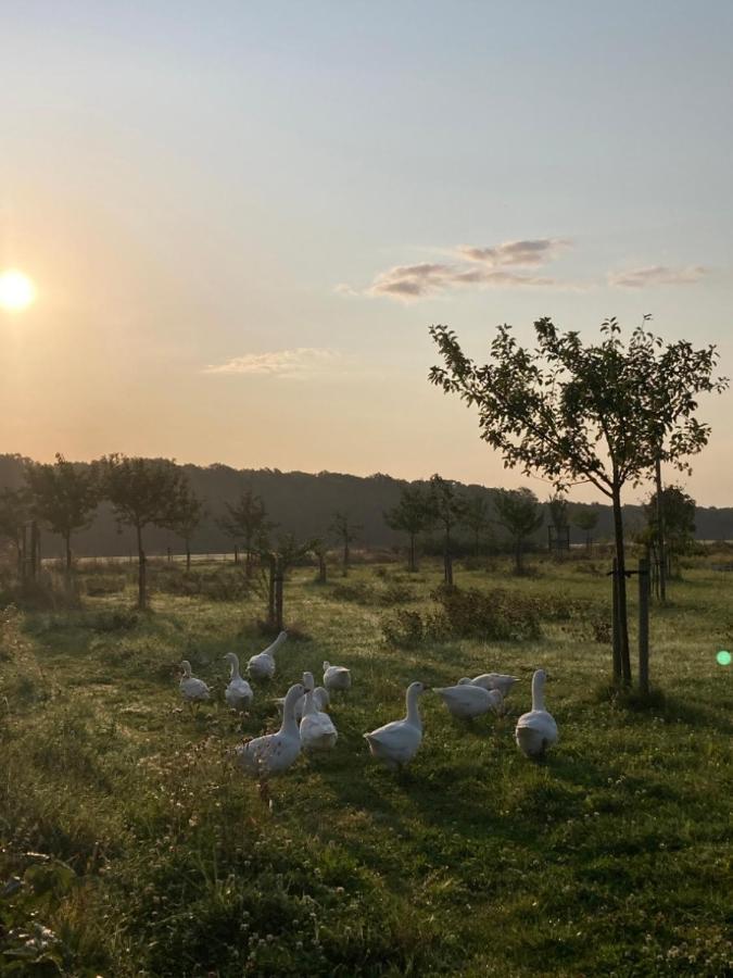 Ferienwohnung Am Gruenen Band, Gretchen Wittingen Esterno foto